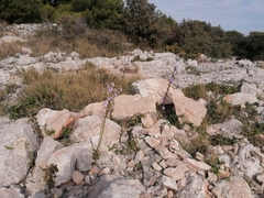 Campanula pyramidalis