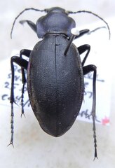Carabus violaceus