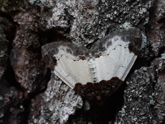 Mesoleuca albicillata