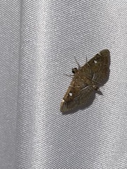 Lamprosema