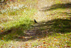 Turdus migratorius image