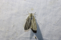 Acronicta lithospila
