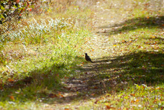 Turdus migratorius image
