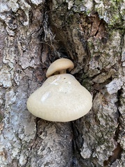 Hypsizygus