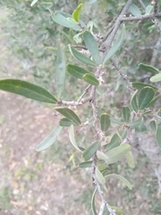 Forestiera angustifolia