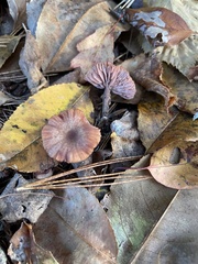 Laccaria laccata