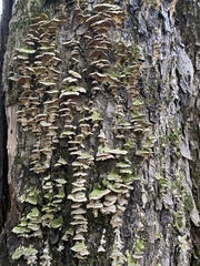 Cerrena unicolor