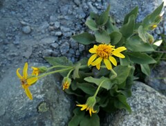Arnica mollis