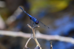 Trithemis festiva