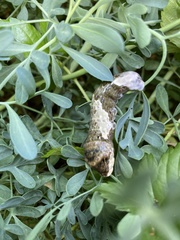 Heraclides cresphontes