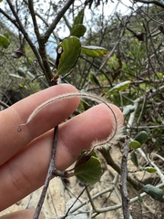 Cercocarpus minutiflorus