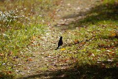 Turdus migratorius image