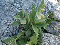 Arnica mollis