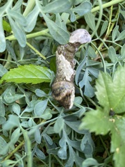 Heraclides cresphontes