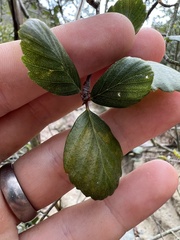 Cercocarpus minutiflorus