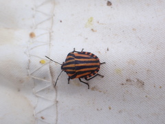 Graphosoma lineatum siciliensis