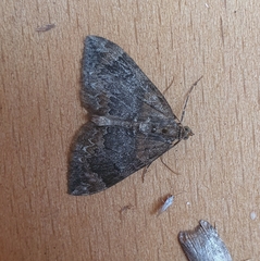 Dysstroma truncata