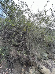 Cercocarpus minutiflorus