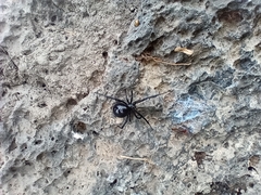 Latrodectus mactans