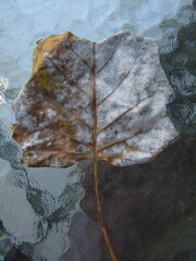 Pithomyces