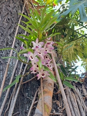 Dendrobium nobile