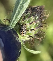 Anisosticta novemdecimpunctata