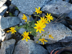 Arnica mollis