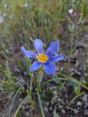 Calydorea xiphioides