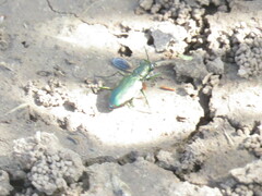 Cicindela nigrocoerulea
