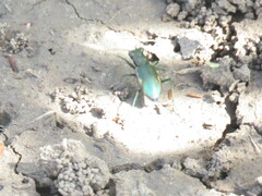 Cicindela nigrocoerulea