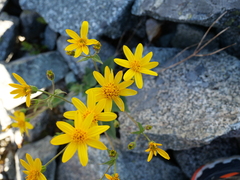 Arnica mollis