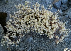 Saxifraga bronchialis