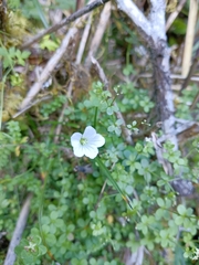 Geranium suzukii
