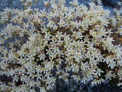 Saxifraga bronchialis