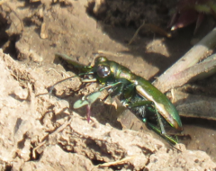 Cicindela nigrocoerulea