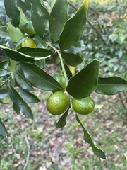 Citrus japonica