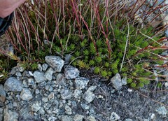 Saxifraga bronchialis