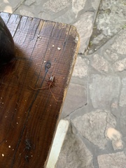 Chydarteres striatus