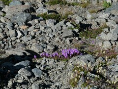 Penstemon davidsonii