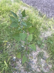 Chenopodium berlandieri