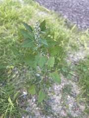 Chenopodium berlandieri