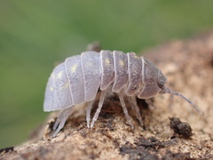 Armadillidium granulatum