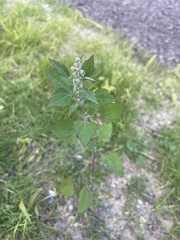 Chenopodium berlandieri