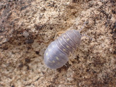 Armadillidium granulatum