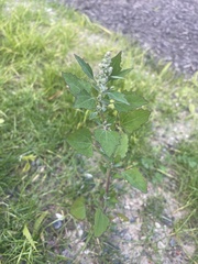 Chenopodium berlandieri
