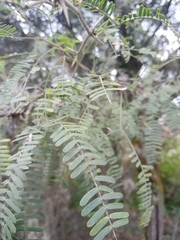 Prosopis laevigata
