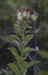 Pentanema spiraeifolium