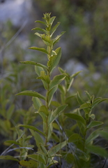 Pentanema spiraeifolium