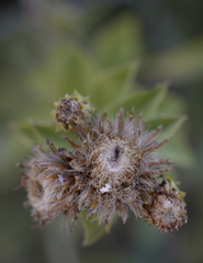 Pentanema spiraeifolium