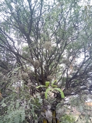 Prosopis laevigata